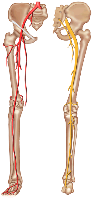 leg_artery-nerve